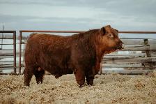 Red Angus Bulls - Photo 3