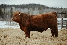 Red Angus Bulls - Photo 4