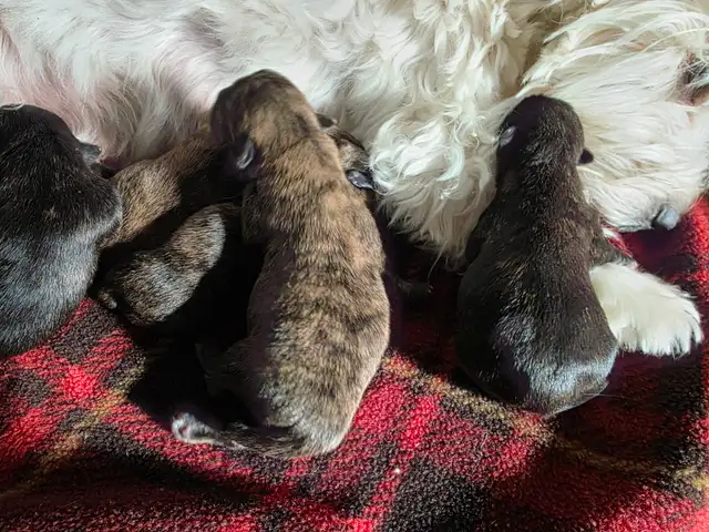 Adorable Furever Friends