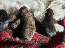 Adorable Furever Friends