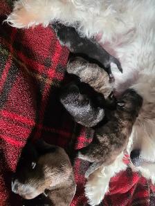 Adorable Furever Friends - Photo 2