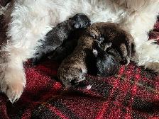 Adorable Furever Friends - Photo 3