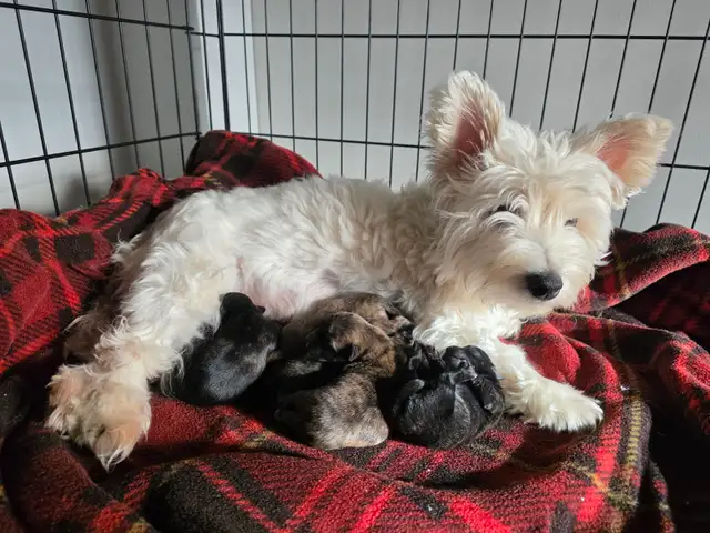 Adorable Furever Friends - Photo 4