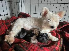 Adorable Furever Friends - Photo 4