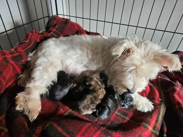 Adorable Furever Friends - Photo 5