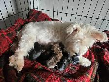 Adorable Furever Friends - Photo 5