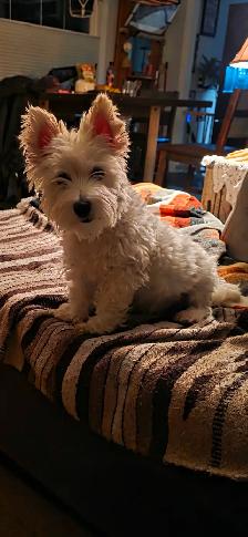 Adorable Furever Friends - Photo 6