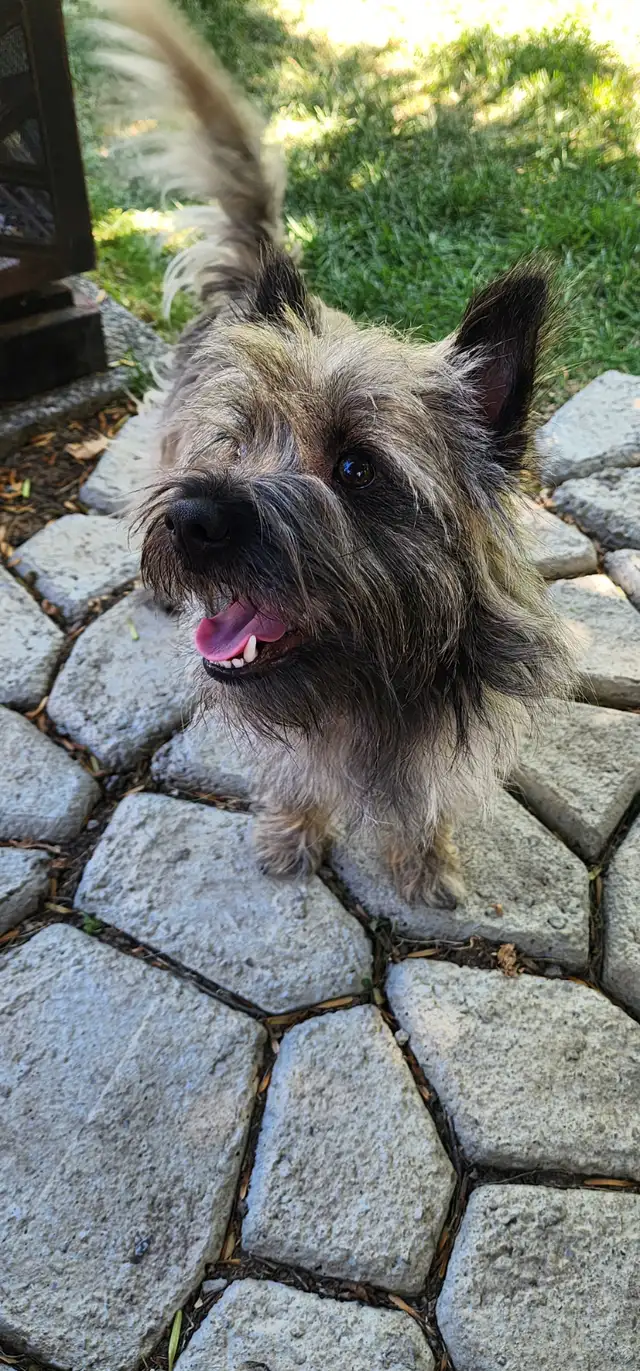 Adorable Furever Friends - Photo 7