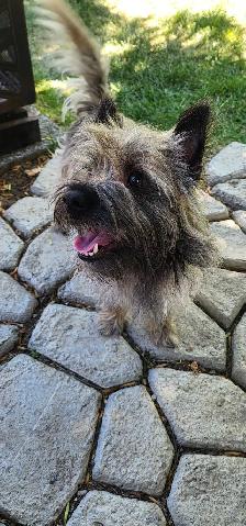 Adorable Furever Friends - Photo 7