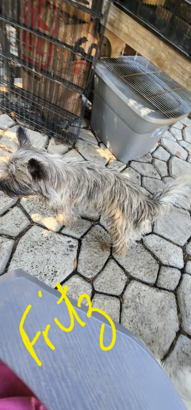 Adorable Furever Friends - Photo 8