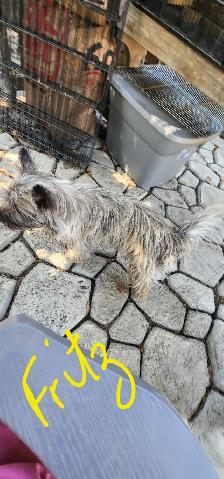 Adorable Furever Friends - Photo 8