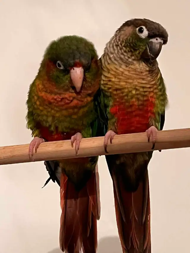 Couple de conure