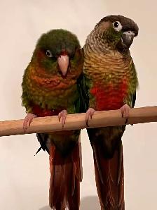 Couple de conure