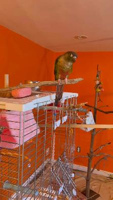 Couple de conure - Photo 2