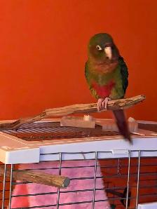 Couple de conure - Photo 4