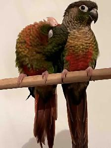 Couple de conure - Photo 7