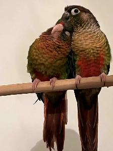 Couple de conure - Photo 8