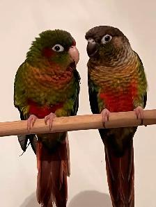 Couple de conure - Photo 9