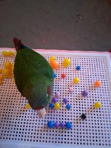 Couple de conure - Photo 10