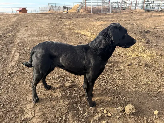 great family friendly dog