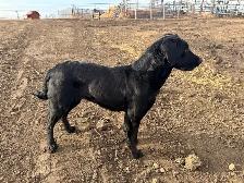 great family friendly dog