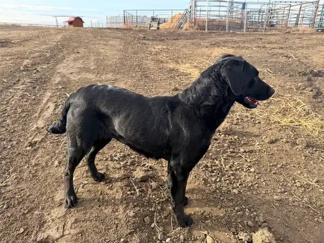 great family friendly dog - Photo 2