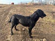 great family friendly dog - Photo 2