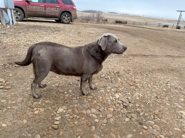 great family friendly dog - Photo 3