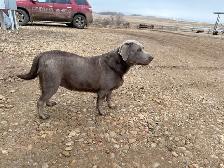 great family friendly dog - Photo 3