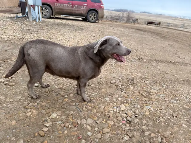 great family friendly dog - Photo 4
