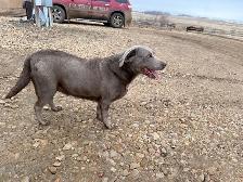 great family friendly dog - Photo 4