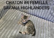 Chaton Highlands lynx - Savana Highlanders 4 femelles- 1 male - Photo 9