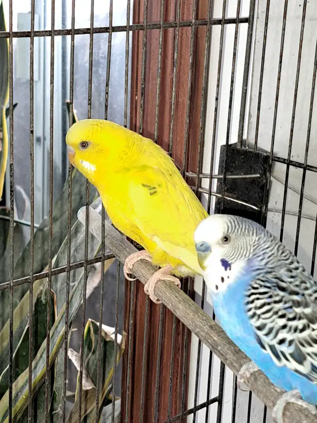 Perruche à donner avec cage