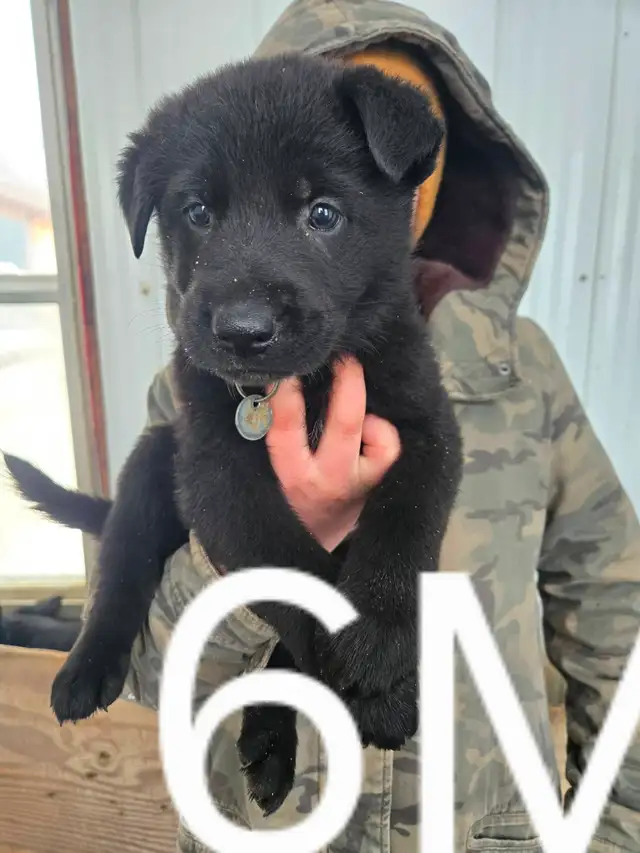 REGISTERED GERMAN SHEPHERDS