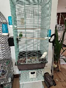 inséparable avec cage à vendre