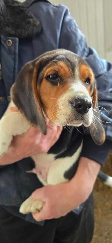 Beagle puppies - Photo 3