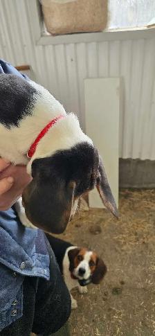 Beagle puppies - Photo 4