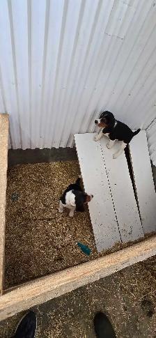 Beagle puppies - Photo 5