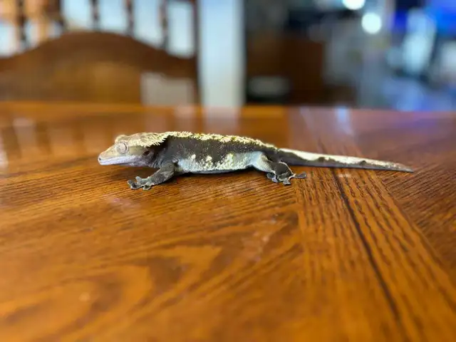 Crested Gecko with Terrarium