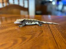 Crested Gecko with Terrarium