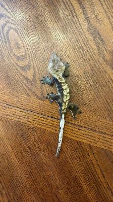 Crested Gecko with Terrarium - Photo 2