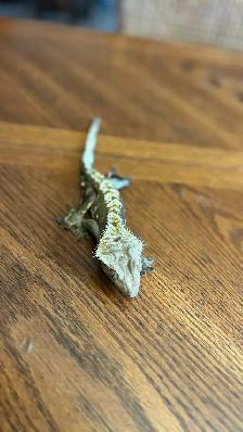 Crested Gecko with Terrarium - Photo 3