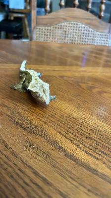 Crested Gecko with Terrarium - Photo 4