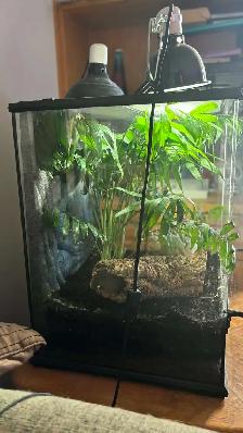 Crested Gecko with Terrarium - Photo 5