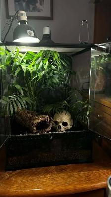 Crested Gecko with Terrarium - Photo 6