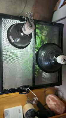 Crested Gecko with Terrarium - Photo 8