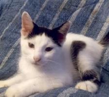 EASTER KITTENS! ADORABLE!TURKISH VAN &ABBYSININ 8&12WKS ONLY$125