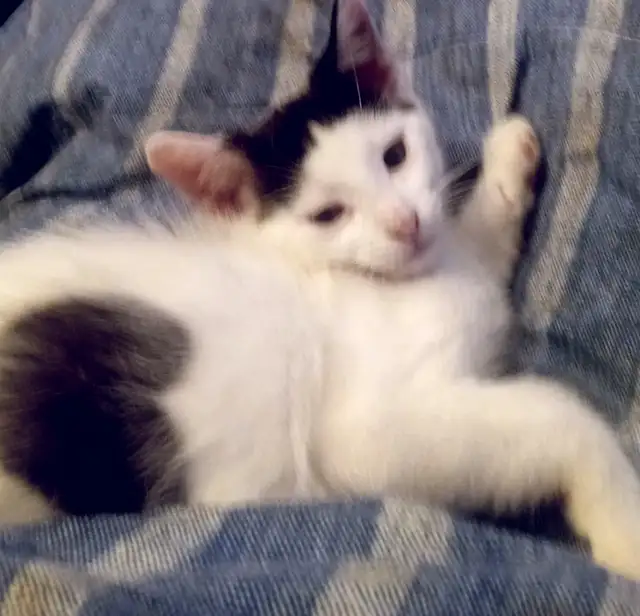 EASTER KITTENS! ADORABLE!TURKISH VAN &ABBYSININ 8&12WKS ONLY$125 - Photo 2