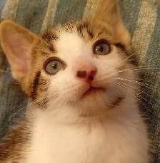 EASTER KITTENS! ADORABLE!TURKISH VAN &ABBYSININ 8&12WKS ONLY$125 - Photo 3