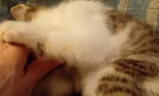 EASTER KITTENS! ADORABLE!TURKISH VAN &ABBYSININ 8&12WKS ONLY$125 - Photo 4